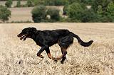 BEAUCERON 752